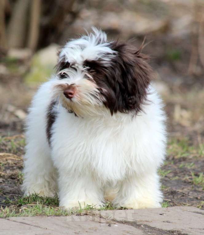 Собаки в других городах Московской области: щенок породы Хаванез на продажу Мальчик, 130 000 руб. - фото 2
