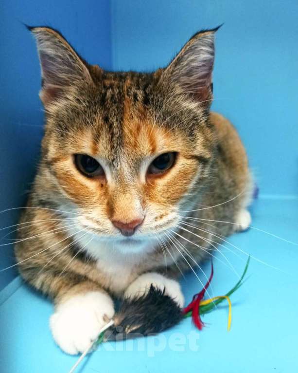 Кошки в Москве: Малинка ищет дом  Девочка, Бесплатно - фото 2