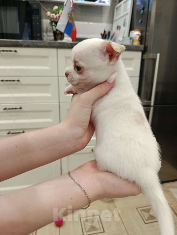 Собаки в Иваново: Щенок девочка чихуахуа Девочка, 25 000 руб. - фото 2