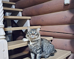 Кошки в Москве: Кот в добрые руки Мальчик, Бесплатно - фото 5