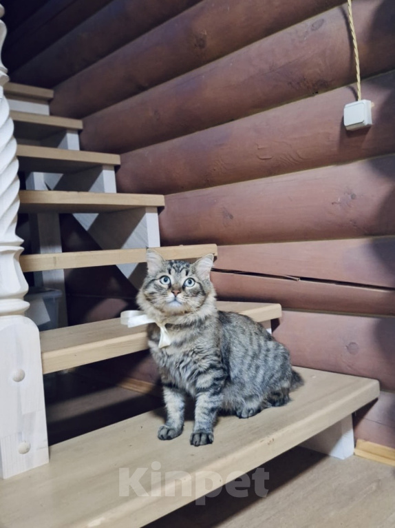 Кошки в Москве: Кот в добрые руки Мальчик, Бесплатно - фото 5