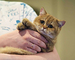 Кошки в Владивостоке: Британский котенок. Шоколадная девочка Девочка, 60 000 руб. - фото 5