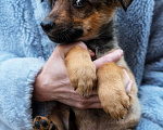 Собаки в Москве: Пристраиваются щенки в добрые и ответственные ручки, 1 руб. - фото 6