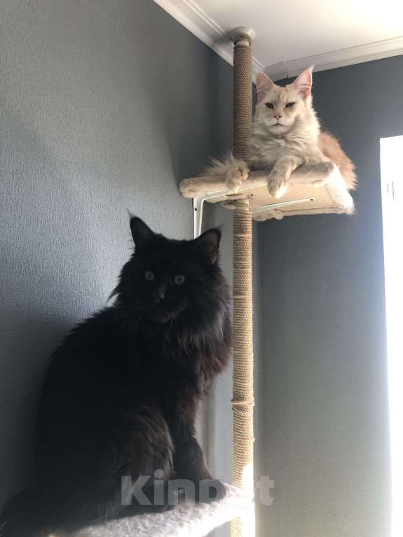 Кошки в Санкт-Петербурге: Персик Мальчик, 15 000 руб. - фото 4