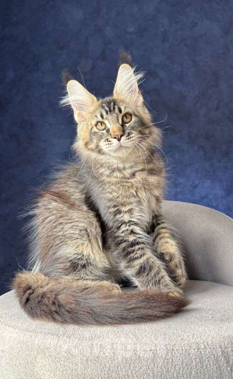 Кошки в Санкт-Петербурге: Мальчик черный тикированный Мальчик, 25 000 руб. - фото 1