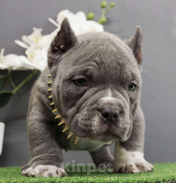 Собаки в Москве: Американский булли микро мальчик Мальчик, 170 000 руб. - фото 5