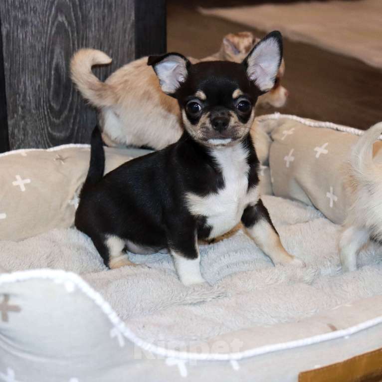 Собаки в Лобне: Ласковый красавчик чихуахуа Мальчик, 55 000 руб. - фото 6