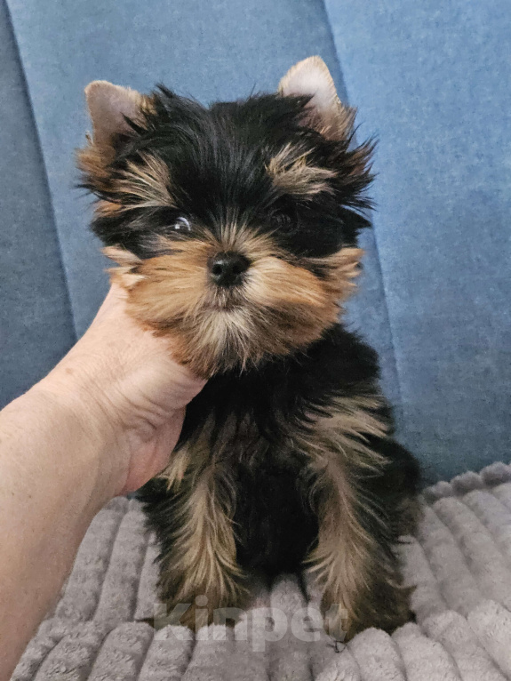Собаки в Москве: Мальчик йорка Мальчик, 40 000 руб. - фото 8