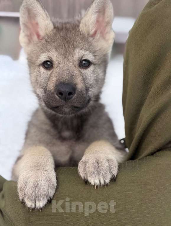 Собаки в Москве: щенки Волкособа Мальчик, 35 руб. - фото 2