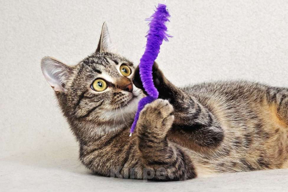 Кошки в Москве: Малыш Квант Мальчик, Бесплатно - фото 10