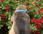 Собаки в Краснодаре: ЩЕНОК БЕЛЬГИЙСКОЙ ОВЧАРКИ МАЛИНУА Мальчик, Бесплатно - фото 4