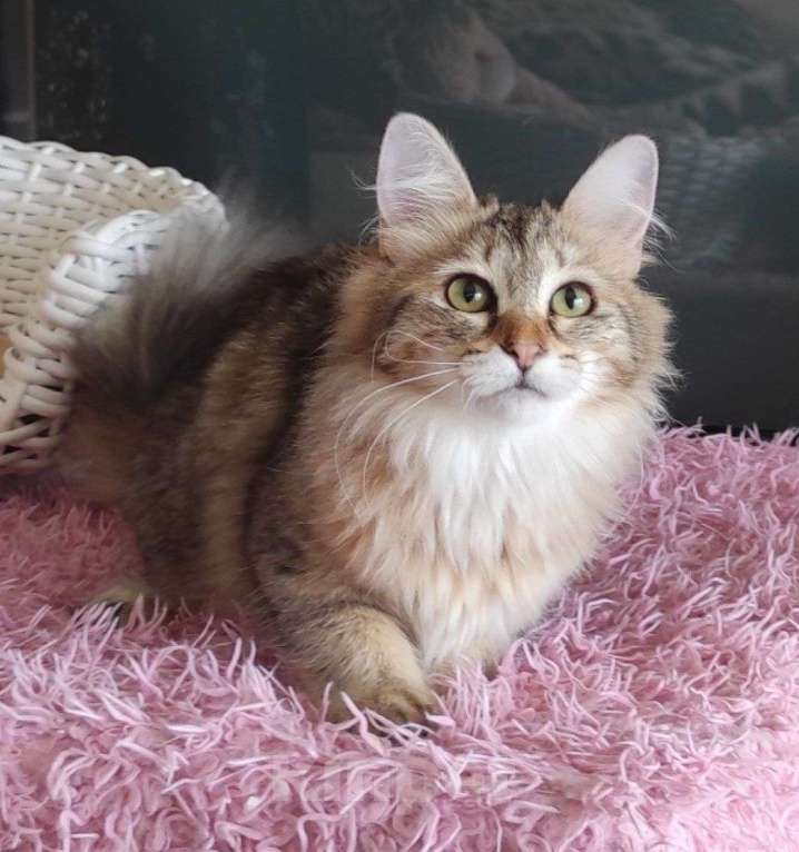 Кошки в Новосибирске: Werba Девочка, 50 000 руб. - фото 7