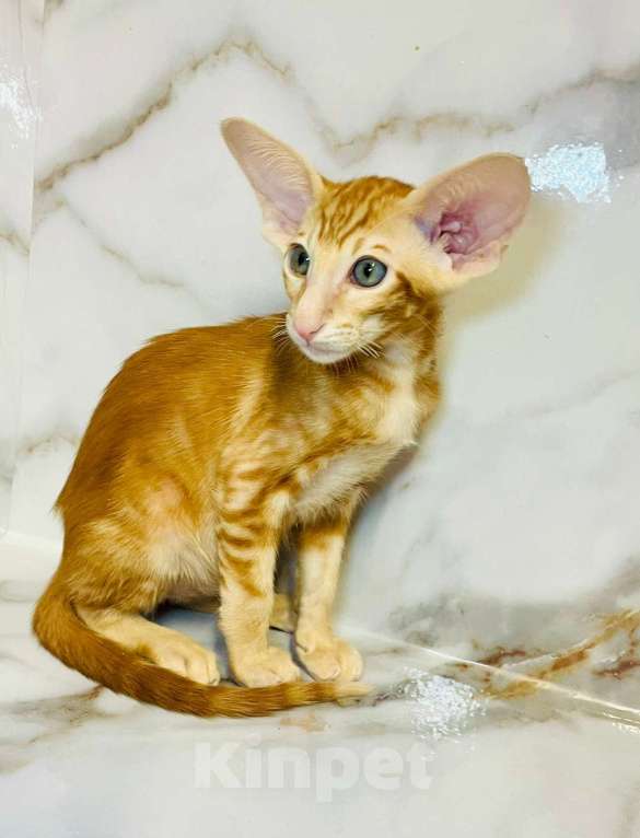 Кошки в Перми: ориентальный котенок Мальчик, 80 000 руб. - фото 3