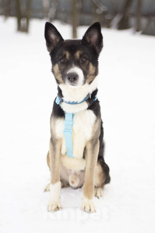 Собаки в Москве: Очаровашка Брюс в поисках дома Мальчик, Бесплатно - фото 2