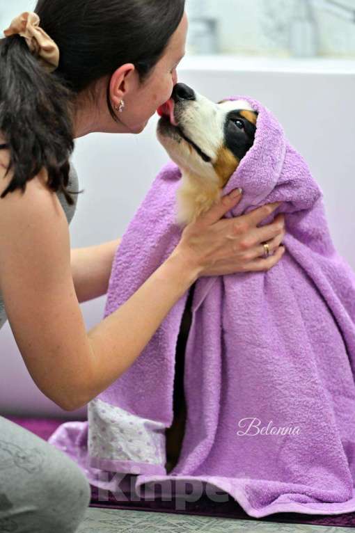 Собаки в Ейске: Бернская горная собака Девочка, 1 руб. - фото 1
