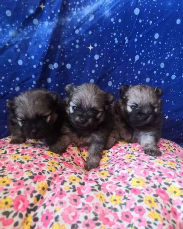 Собаки в Самаре: Шпицы карандаши, 1 руб. - фото 2