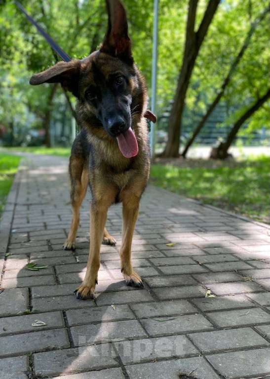 Собаки в Москве: Очаровательная собака в добрые руки Девочка, Бесплатно - фото 6