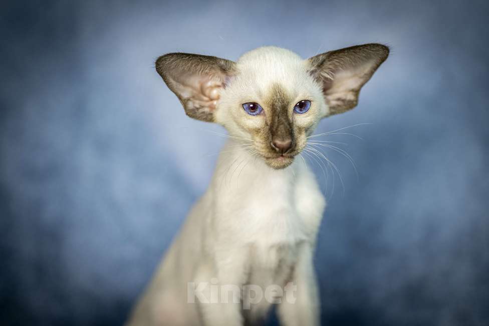 Кошки в Санкт-Петербурге: Сиамские Ориентальные Высокопородные котята Мальчик, 110 000 руб. - фото 5