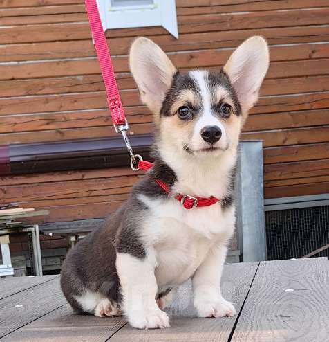 Собаки в Москве: Девочка. Ближнее Подмосковье. Девочка, 40 000 руб. - фото 5