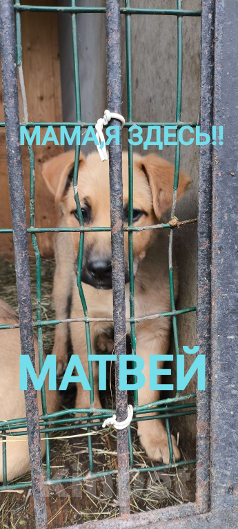 Собаки в Долгопрудном: Матвейка Мальчик, 100 руб. - фото 3