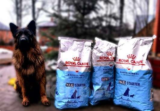 Собаки в Москве: Элитные щенки немецкой овчарки длиношерстные Девочка, 40 000 руб. - фото 3