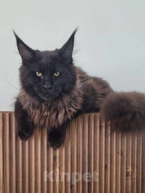 Кошки в Москве: Суровый котяра Мальчик, 45 000 руб. - фото 5