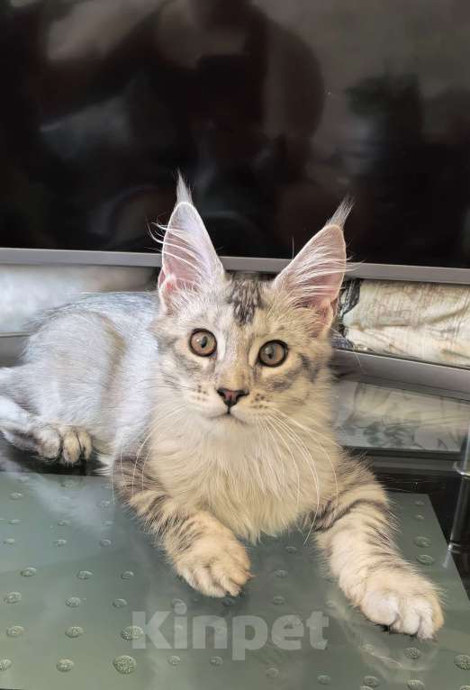 Кошки в Краснодаре: ПАНДОРА  Девочка, 50 000 руб. - фото 3