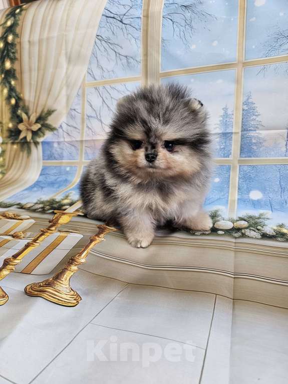 Собаки в Тюмени: Мраморный мальчик Мальчик, Бесплатно - фото 2