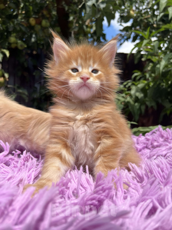 Кошки в Краснодаре: Мейн-кун Мальчик, 60 000 руб. - фото 2