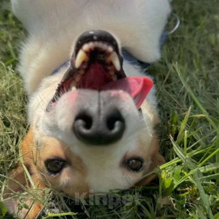 Собаки в Москве: Девочка метис джек-рассела грустит в приюте  Девочка, Бесплатно - фото 2