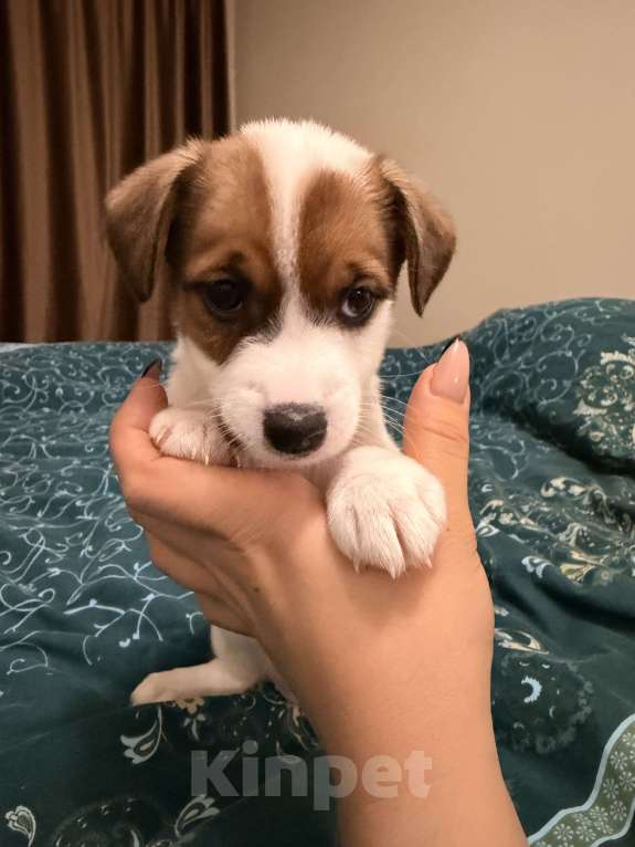 Собаки в Подольске: Остались 2 прекрасные Розочки 🌹🌹 Девочка, 20 000 руб. - фото 4