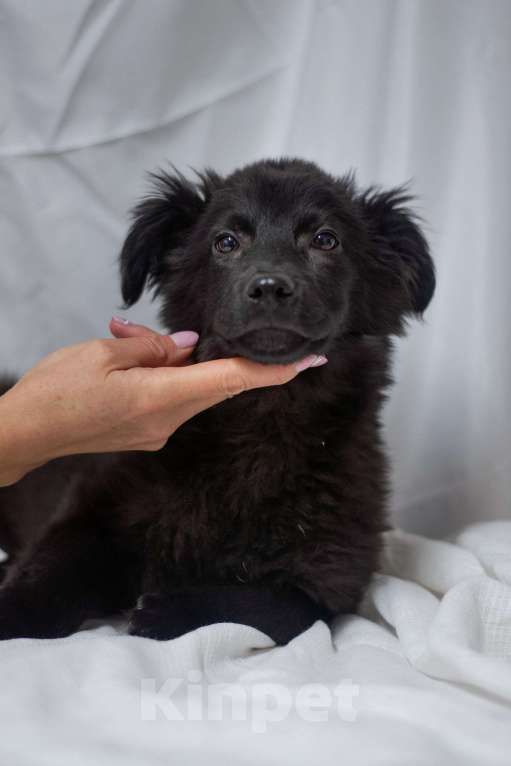 Собаки в Ногинске: Джус - маленький щенок в добрые руки Мальчик, Бесплатно - фото 2
