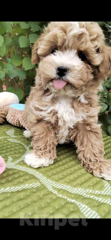 Собаки в Краснодаре: Щенки Мальтипу  Мальчик, Бесплатно - фото 7