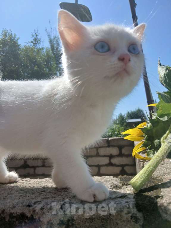 Кошки в Киржаче: Мимишки Девочка, 10 руб. - фото 6