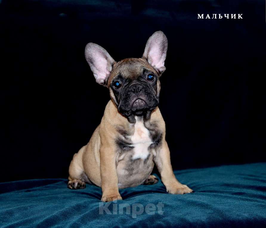 Собаки в Екатеринбурге: Французский бульдог. Ушастый СПЕЦНАЗ  Мальчик, Бесплатно - фото 9