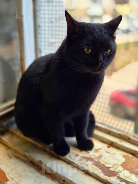 Кошки в Москве: Милош попал в передрягу Мальчик, Бесплатно - фото 4