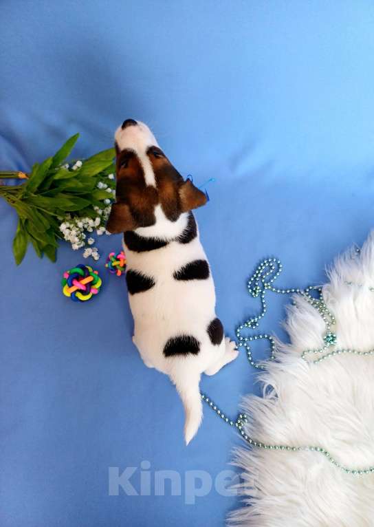 Собаки в Тюмени: Щенки Джек Рассел терьер мальчики и девочки Мальчик, 30 000 руб. - фото 5