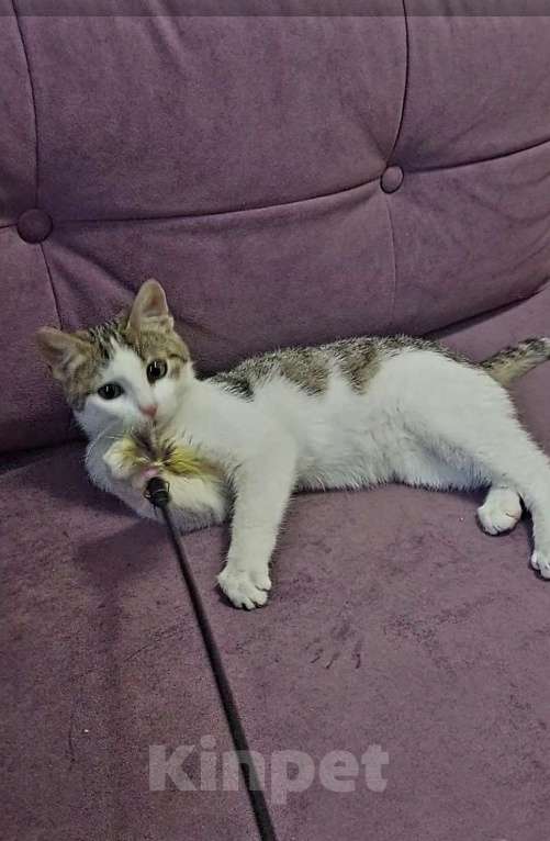Кошки в Санкт-Петербурге: Лунтик Мальчик, Бесплатно - фото 2