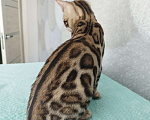 Кошки в Волгограде: Бенгальские котята Девочка, 20 000 руб. - фото 8