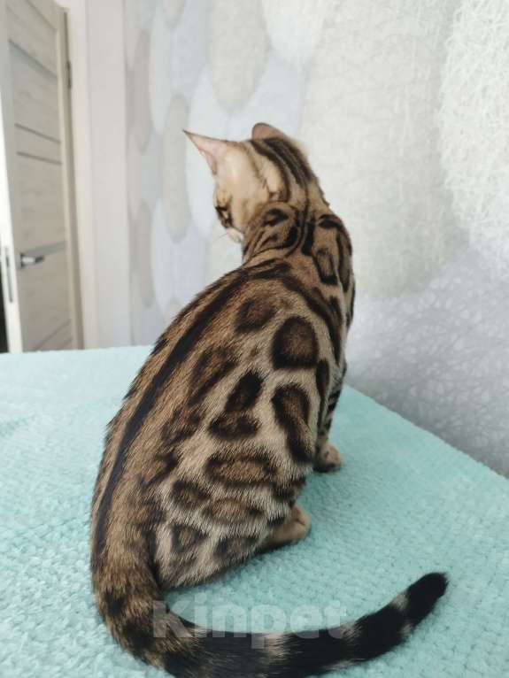 Кошки в Волгограде: Бенгальские котята Девочка, 20 000 руб. - фото 8