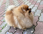 Собаки в Москве: Померанский шпиц Мальчик, Бесплатно - фото 2
