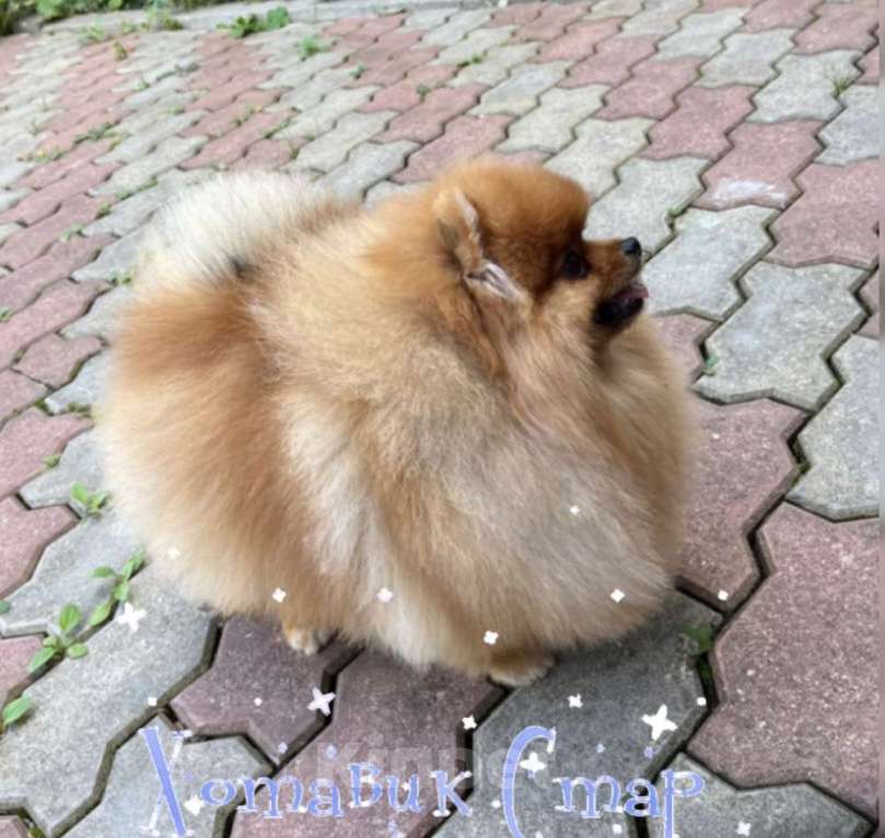 Собаки в Москве: Померанский шпиц Мальчик, Бесплатно - фото 2