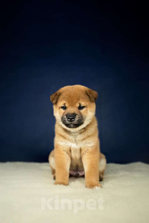 Собаки в Казани: щенки сиба-ину Мальчик, 60 000 руб. - фото 1