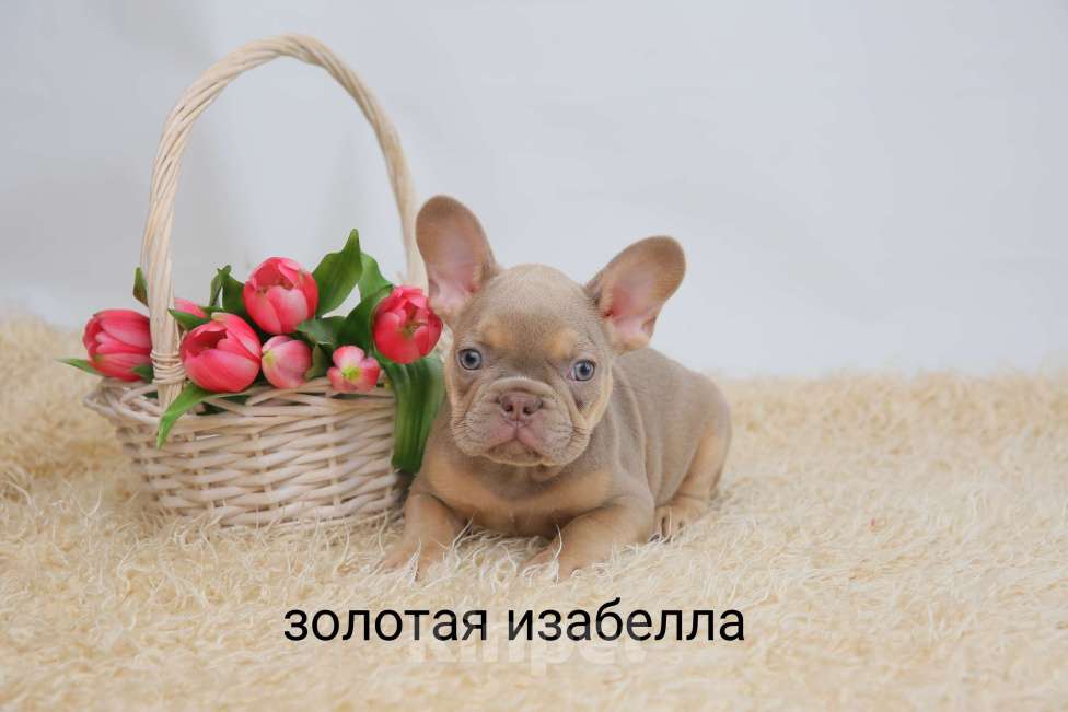 Собаки в Москве: Стандарт ркф и цветные францущы от проф заводчика Девочка, Бесплатно - фото 4