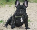 Собаки в Москве: Щенок французского бульдога Тюильри Девочка, 80 000 руб. - фото 1
