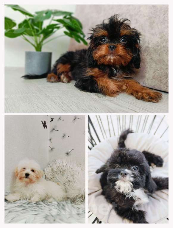 Собаки в Ижевске: Мальтипу щенки Мальчик, 75 000 руб. - фото 1