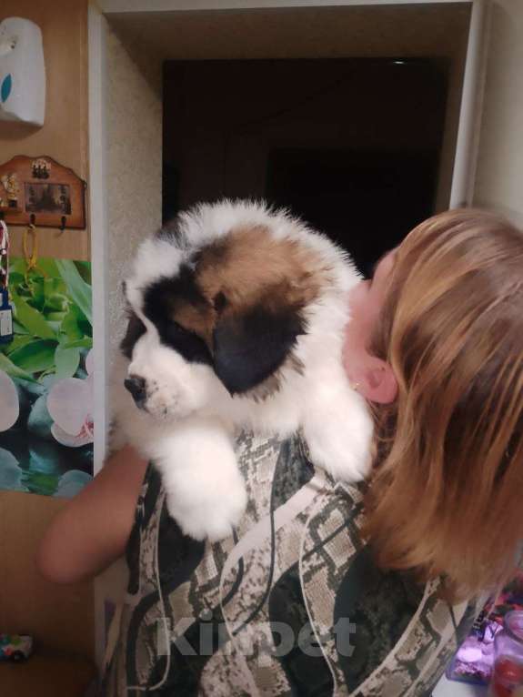 Собаки в Нижнем Тагиле: Щенок Московской сторожевой  Мальчик, 20 000 руб. - фото 4