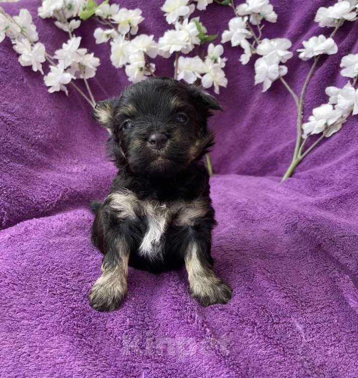 Собаки в Москве: Йорк без перецвета в сталь мальчик чёрный Мальчик, 50 000 руб. - фото 5