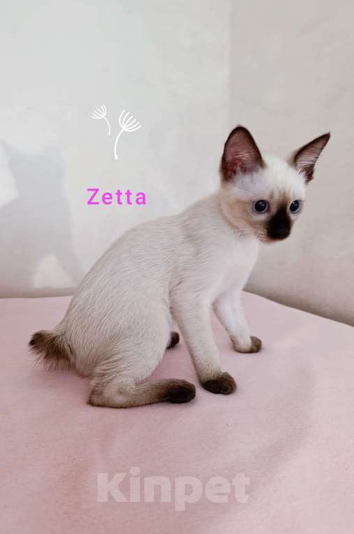 Кошки в Москве: Меконгский бобтейл , котенок  Девочка, 40 000 руб. - фото 8