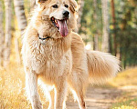 Собаки в Москве: Шикарный пёс Нортон в добрые руки. Мальчик, 1 руб. - фото 2